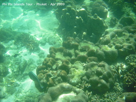 20090420 Phi Phi Island - Maya Bay- Koh Khai  165 of 182 